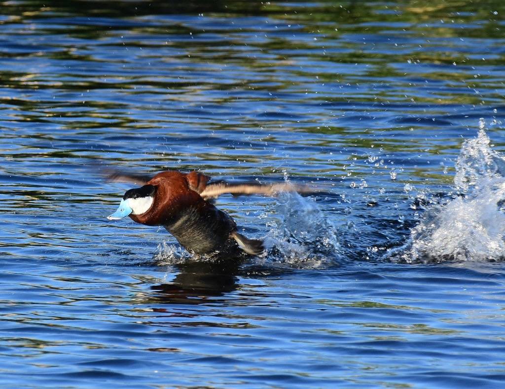 Ruddy duck at Seedskadee National Wildlife Refuge by Tom Koerner/USFWS Mountain Prairie is marked with Public Domain Mark 1.0.